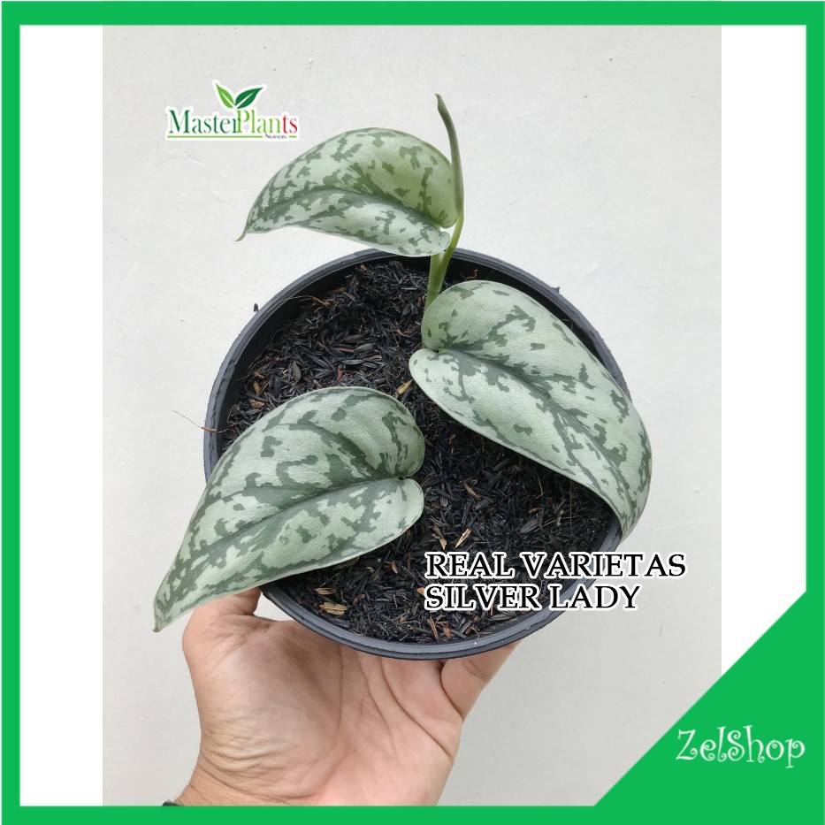 Scindapsus Silver Lady Original