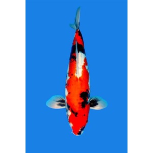 Ikan Koi Showa Blitar 31-33cm (Pilih Acak)