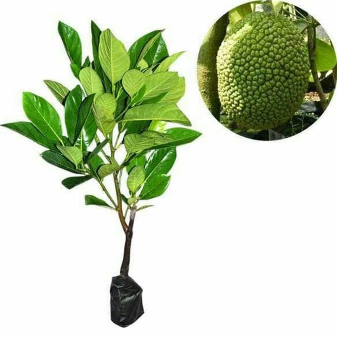 

UNIK Jual Bibit Nangka Mini Sayur Genjah/ Bibit /Biji / Benih 2 SEPTEMBER