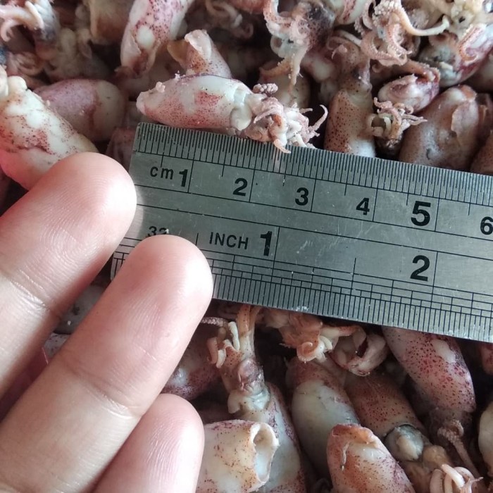 

baby cumi ukuran 2-4cm 1kg