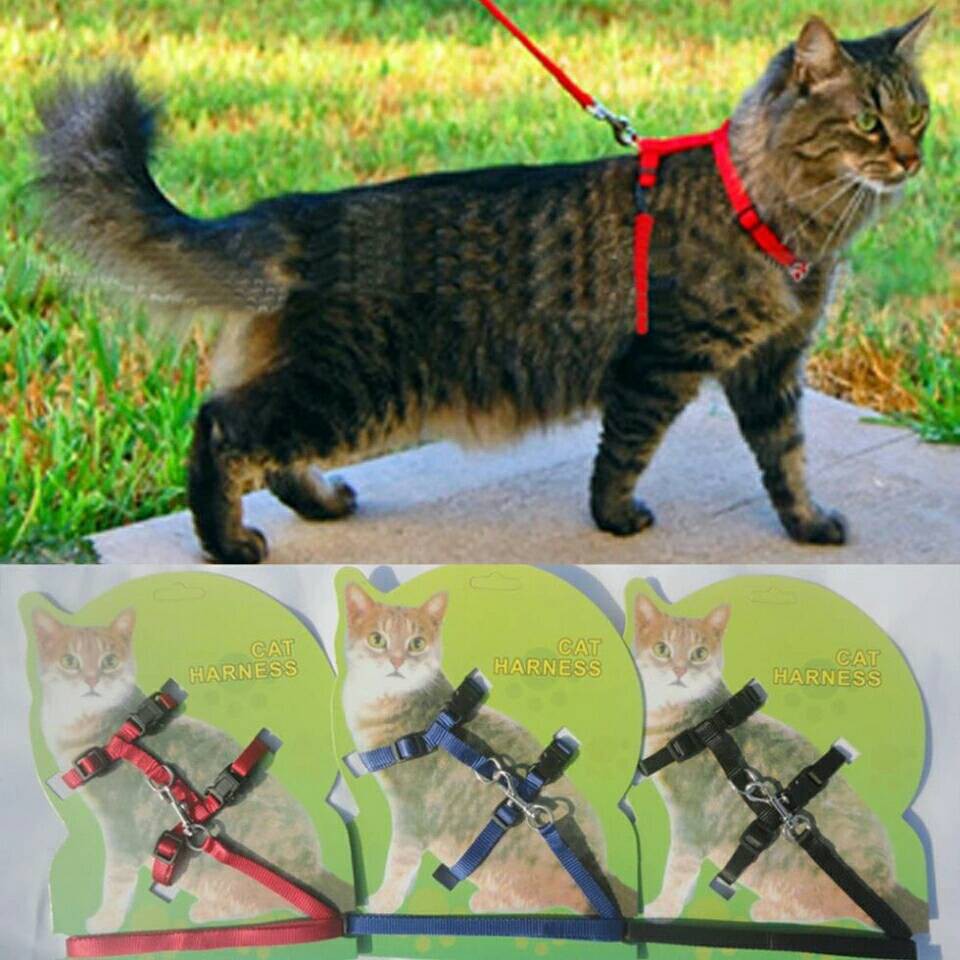 harness hernes rompi leash tali kucing musang