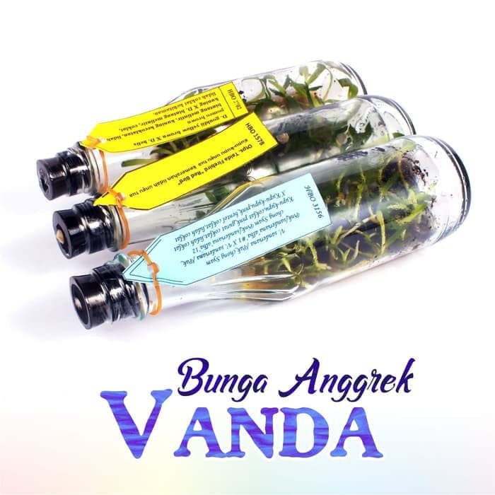 PROMO Benih Bibit Bunga Anggrek VANDA Anggrek Botol
