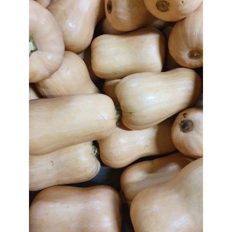 

Butternut atau Pumpkin per 1 Pcs Ganda Sehat dan Segar