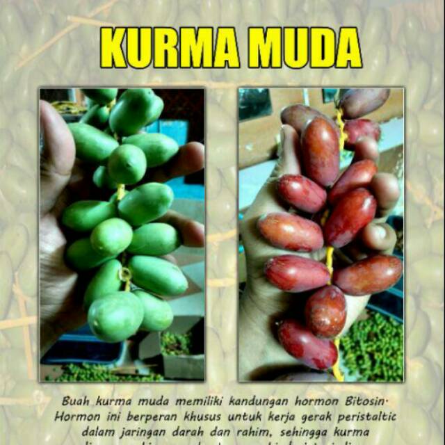 

Kurma muda