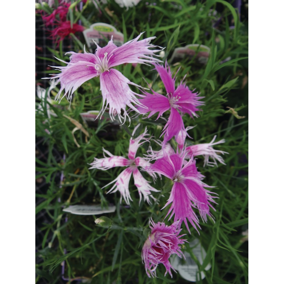 Benih-Bibit Bunga Dianthus Fringed Pinks (Haira Seed)