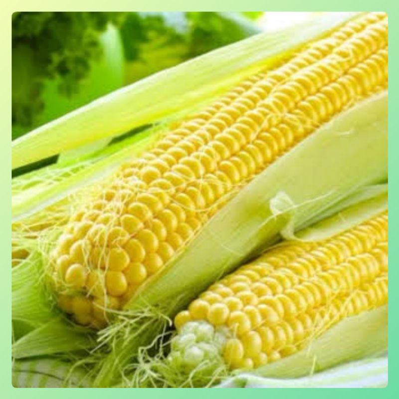 Benih Jagung Manis cap panah merah