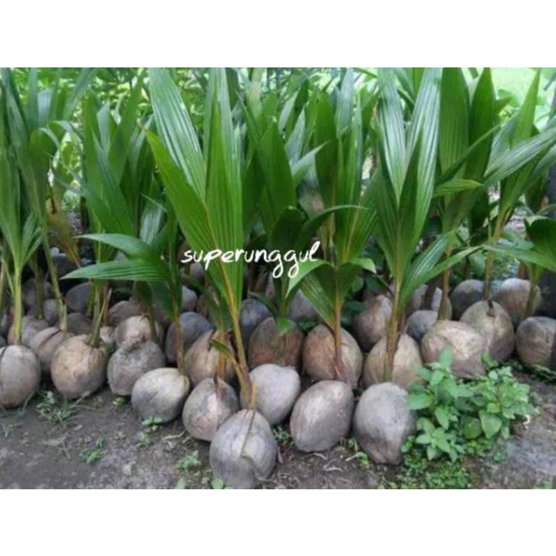 

KELAPA KOPYOR UNGGUL KUALITAS 100%