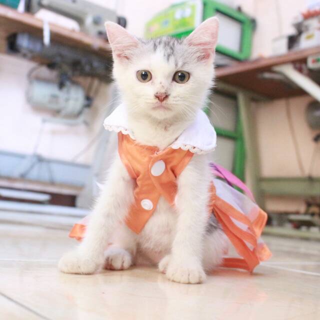  Baju kucing  lucu model dress orange untuk kucing  dan 