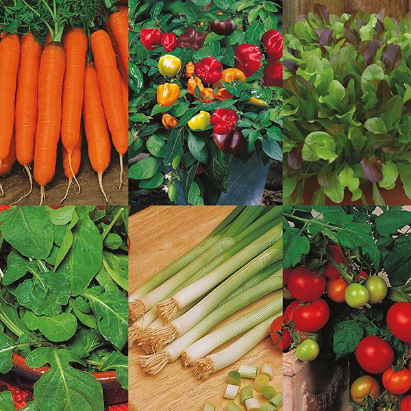 Benih Eceran Sayuran/Buah Minimal Order 8 Bungkus Tpsdd3 Buru Order