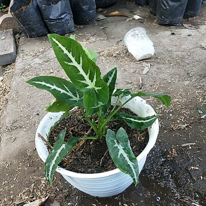 sygonium hijau