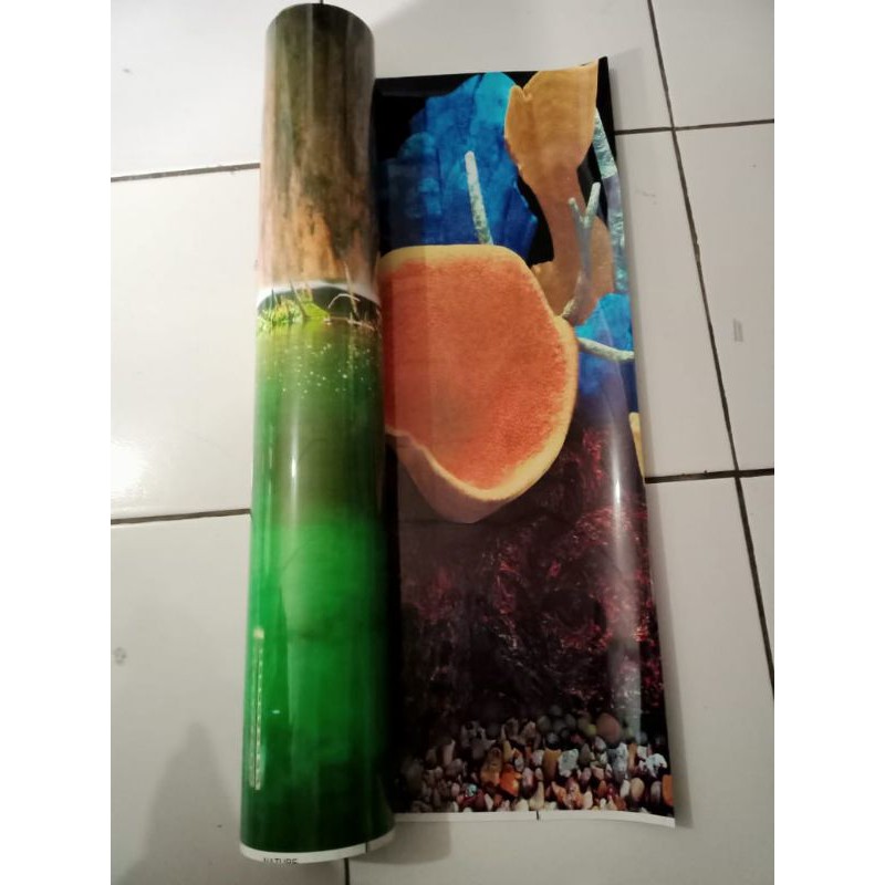 begron akuarium 60cm