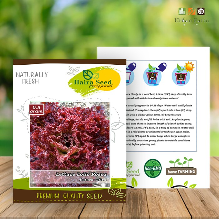 Benih-Bibit Selada Keriting Merah Lollo Rossa (Haira Seed)