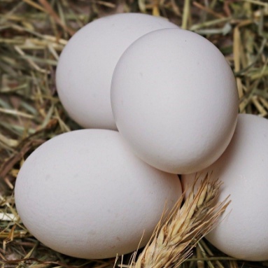 

Telur Ayam Kampung Per Butir Pasar Murah Jogja