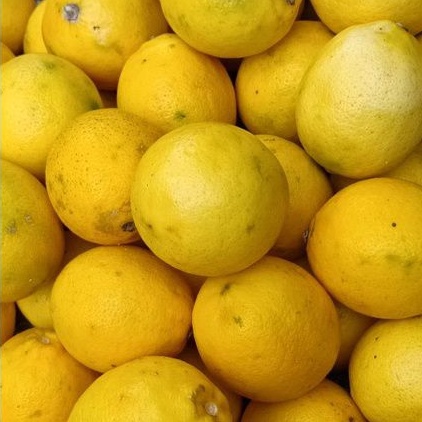 

lemon california 1kg