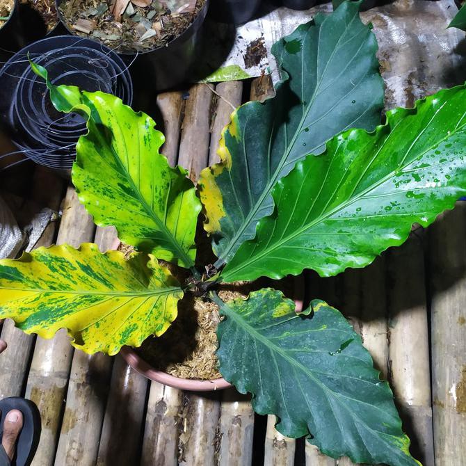 Tanaman Hias Anthurium Gelombang Cinta Variegata Auliastorejkt