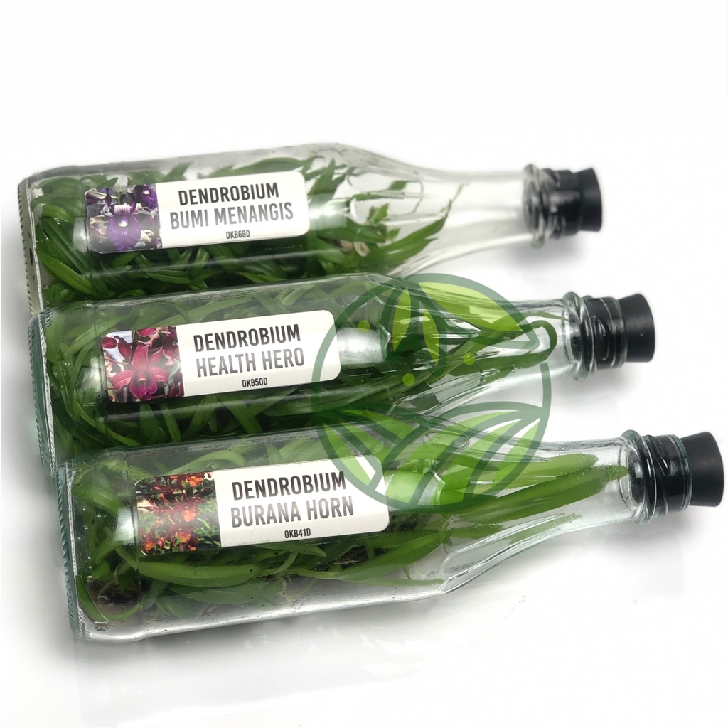 Anggrek Dendrobium Botolan