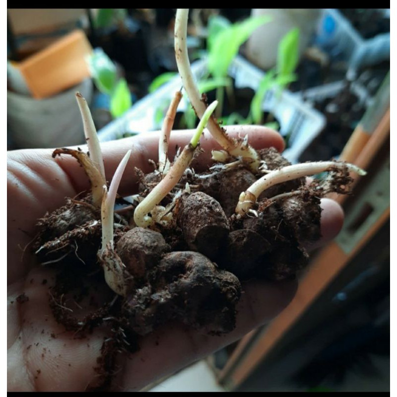 Rimpang kunyit hitam 1 tunas