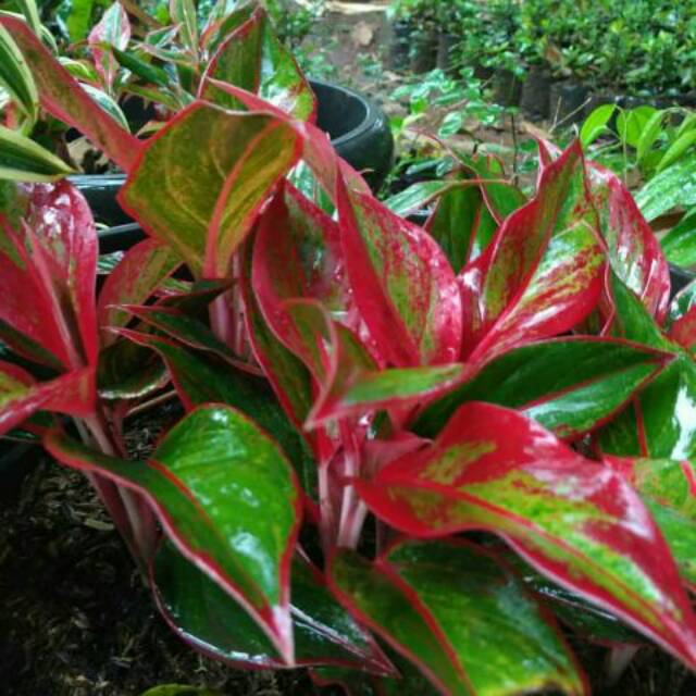 Tanaman anglonema lipstik