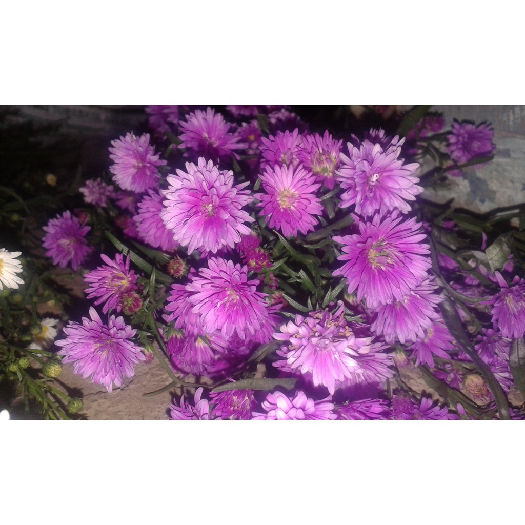 Bibit Tanaman Hias Bunga Aster Peacock /Aster Pikok Berbunga Bisa Pilih