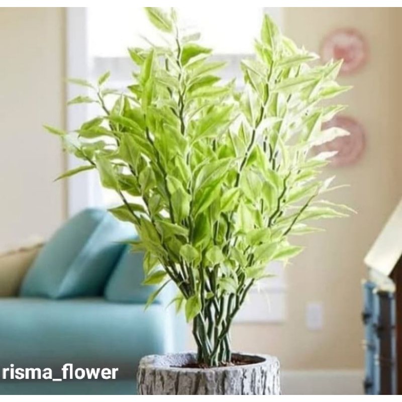 pohon hias zig zag plant / tanaman hias