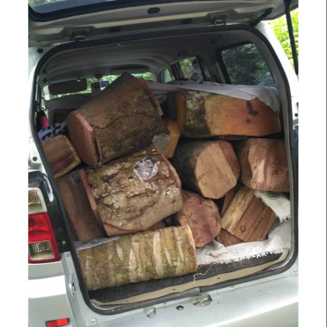 Bibit lebah Jenis itama di LOG ORI tanpa tooping