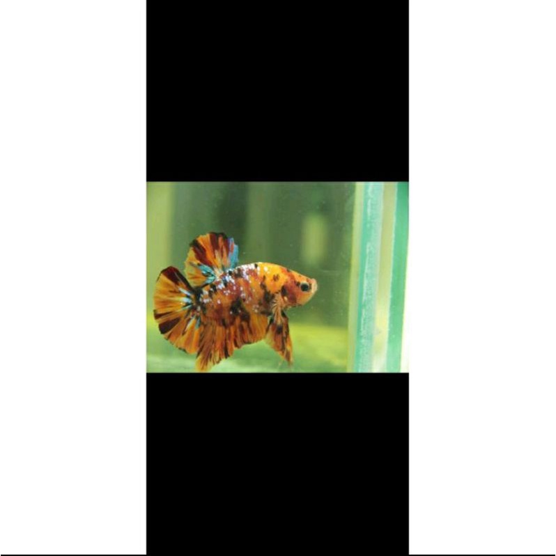 Cupang Nemo, avatar, galaxy,golden, ironman, yellowbase,copper, bluerim, dll