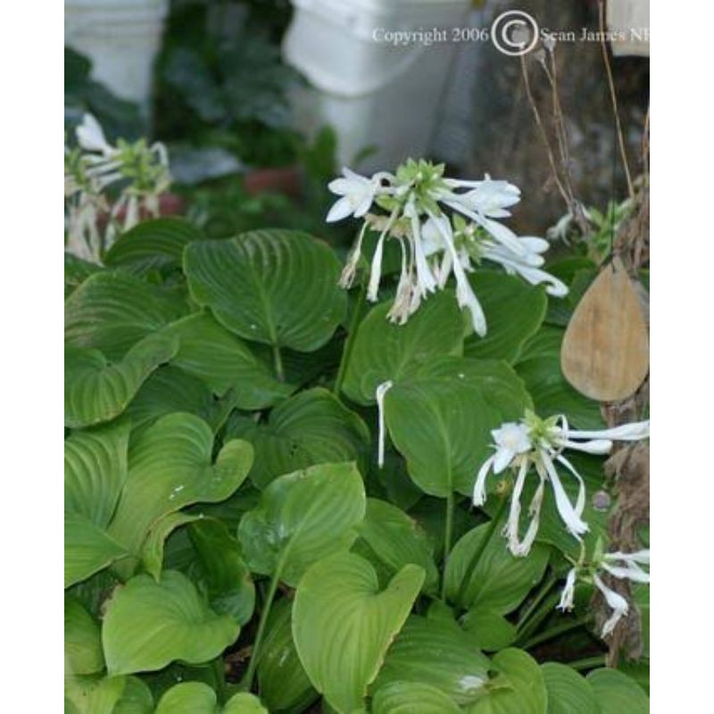 hosta plantaginea/bunga lilly lokal