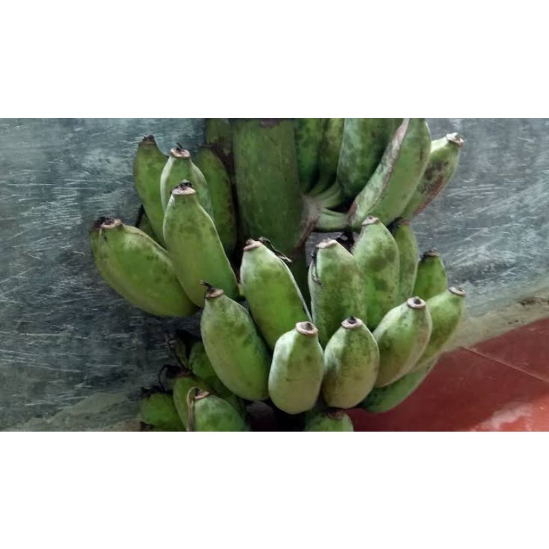 

gedang Serawak // pisang Serawak // pisang raja uter // pisang murah