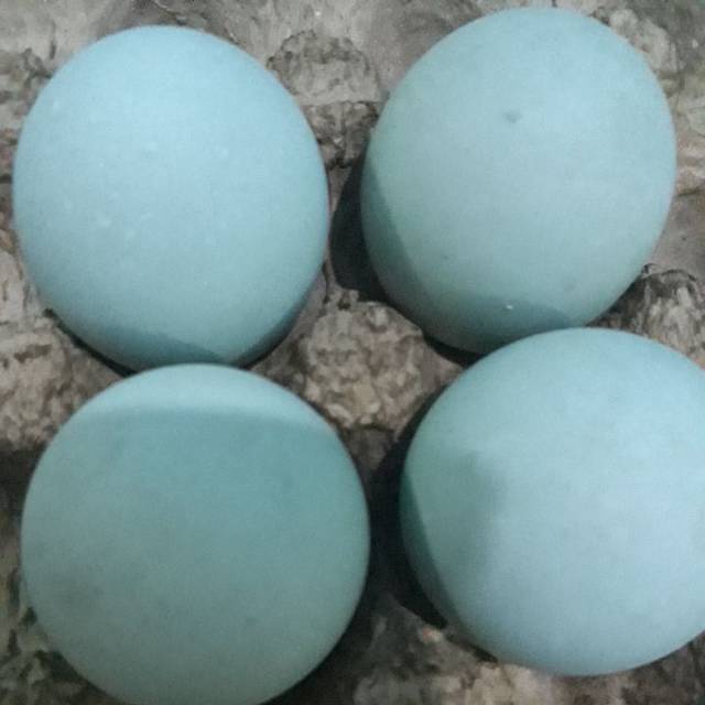 

Telur Bebek Mentah