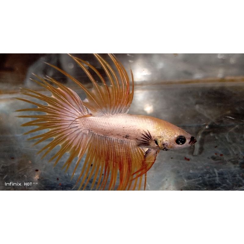 ikan cupang CROWNTAIL yellow gold ( jantan )