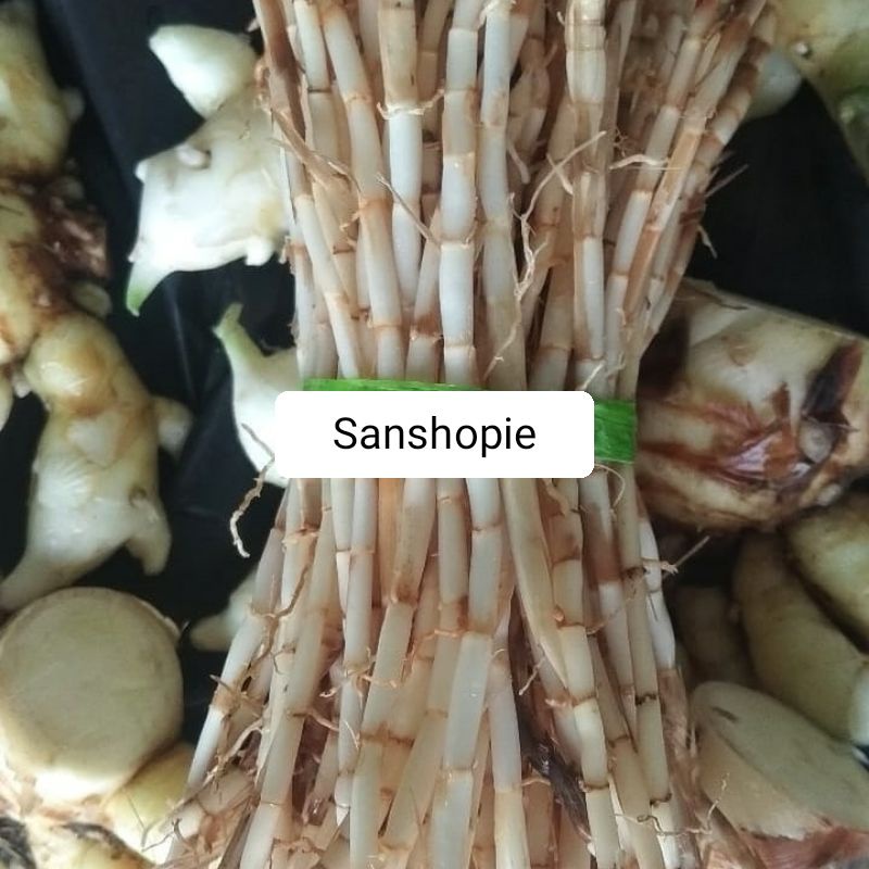 

Akar ilalang atau alang-alang segar