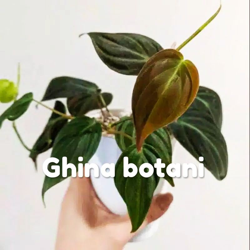 Philodendron micans / philo / Tanaman Hias Philodendron Micans