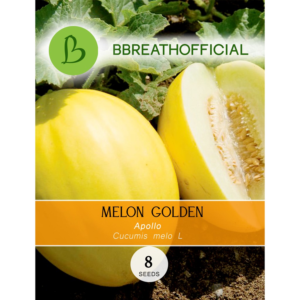 Seeds Melon Golden Apollo Premium- bibit buah isi 8 biji benih fruit