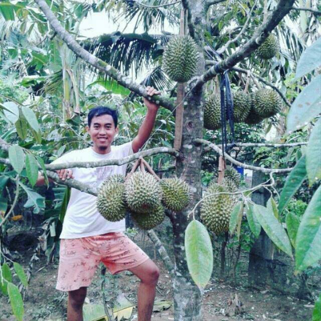 Bibit Buah Durian Bawor