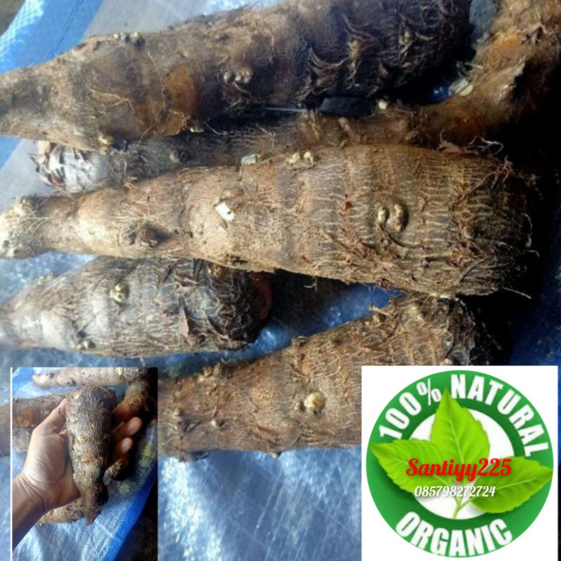 

talas pulen segar 1 kg