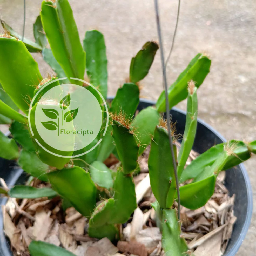 Bibit Wijaya Kusuma Merah Pohon Wijaya Kusuma Bunga Merah Tanaman Gantung Pohon Mini