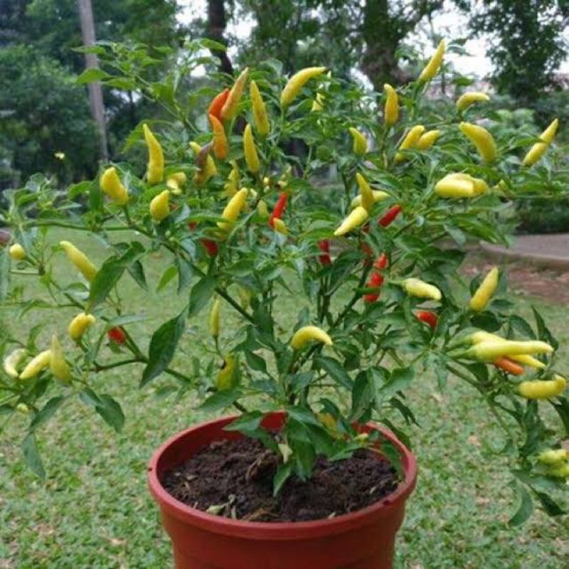 

cabe rawit pedas