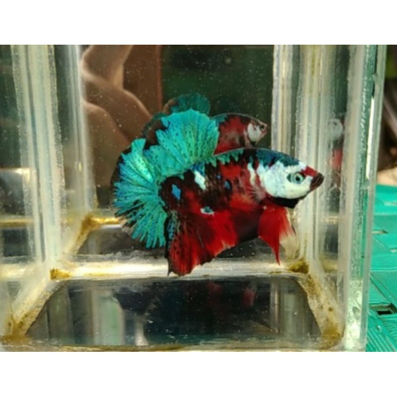

Cupang red koi galaxy masking