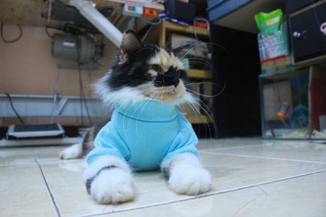 Kaos ala korea biru laut lucu untuk kucing dan anjing / baju kucing murah size S M L XL