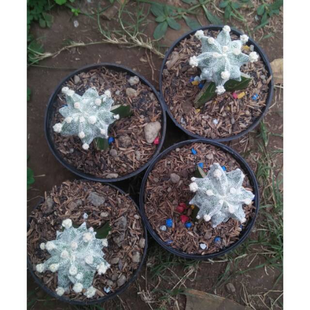 Astrophytum Miriostigma kikko