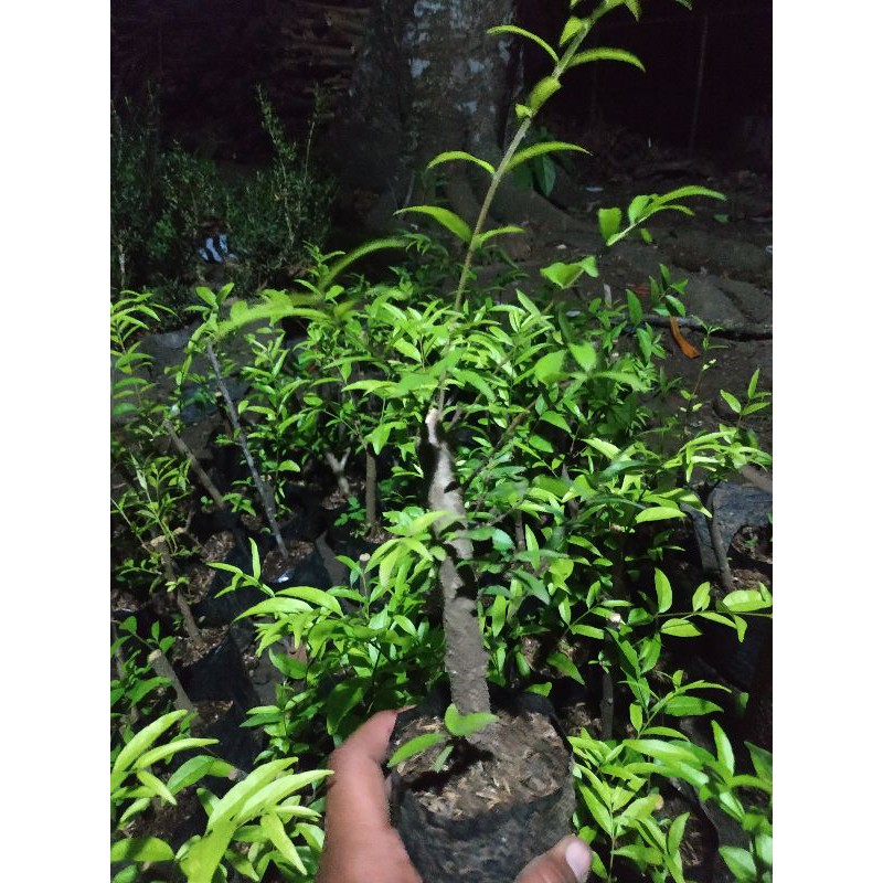 cangkok anting putri