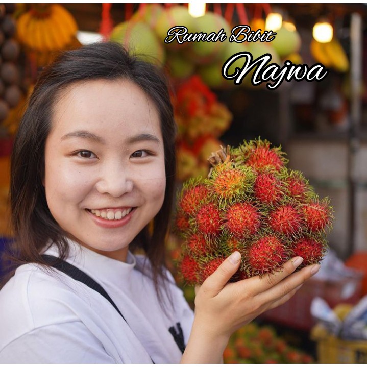 Bibit Buah Rambutan Binjai Stek Okulasi Cepat Berbuah / rambutan binjai/Rambutan Rapiah/BuahRambutan
