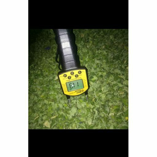 

Teh kelor /Moringa tea