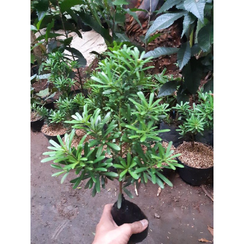 Bahan bonsai lohansung cincuan tinggi 50-60cm - bibit bonsai