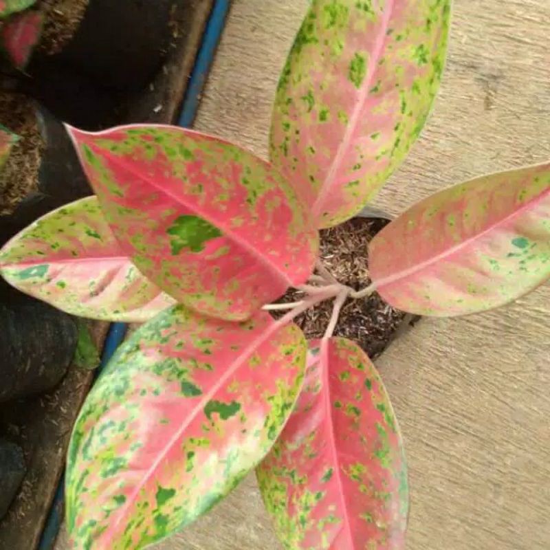 Tanaman hias aglonema bigroy/aglaonema big roy/tanaman indoor
