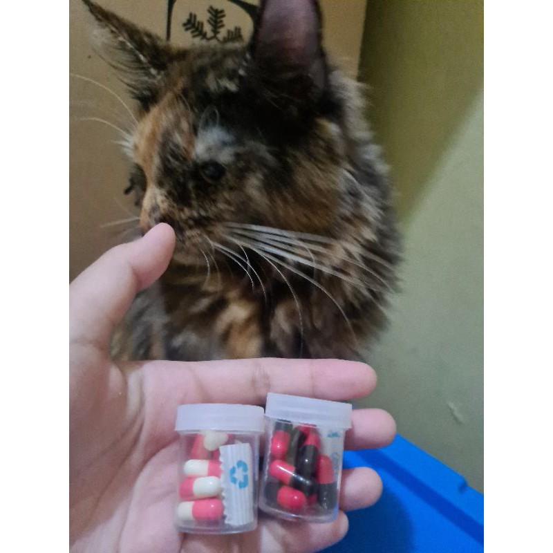  Obat  Flu  Kucing  Racikan  Bukan Doxy Cat atau obat  flu  