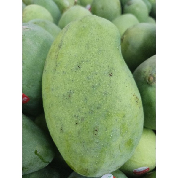 

Mangga Harum Manis 1kg Harga Spesial!