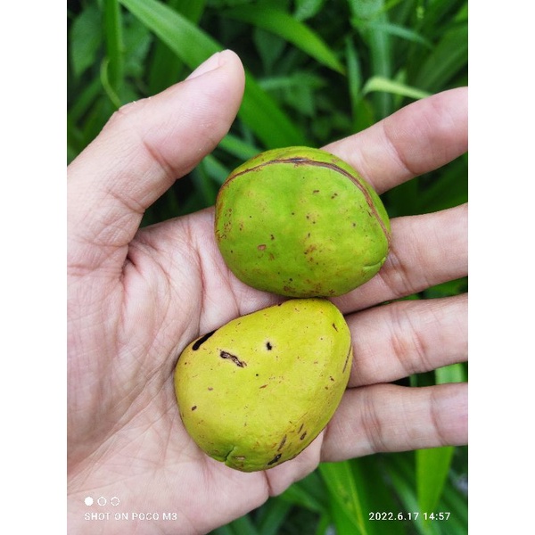 

buah ghiro