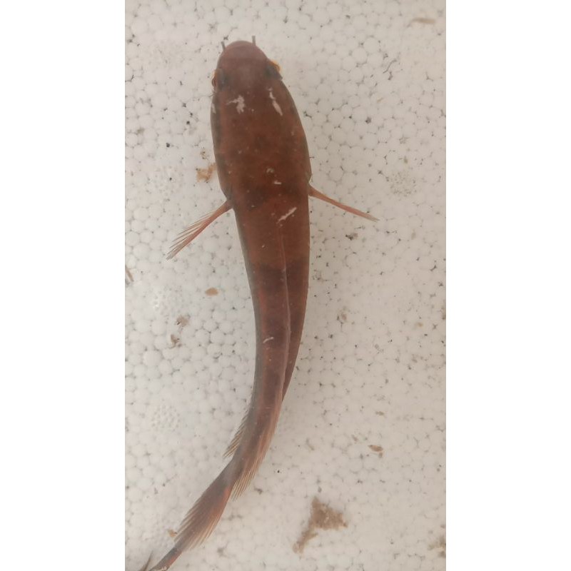 red barito ukuran 15 cm