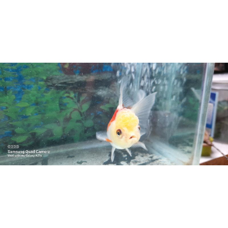 ikan oranda jambul putih,mungil